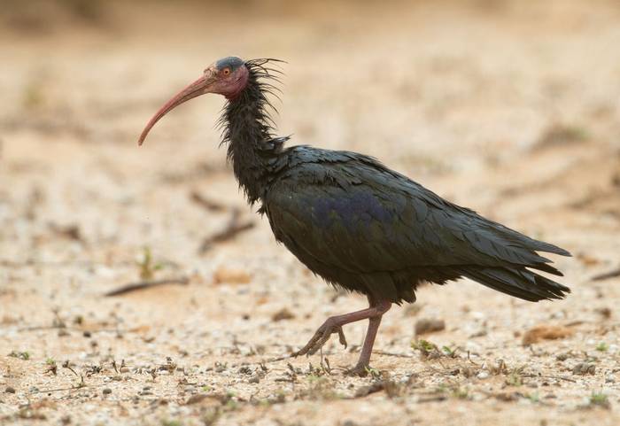 Bald Ibis © Chris Griffin, March 2022