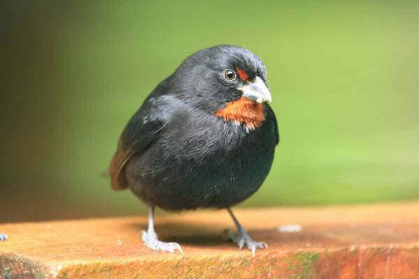 Lesser Antillean Bullfinch, St Lucia (male)