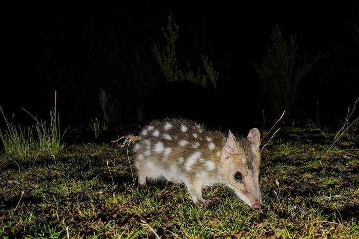 Eastern Quoll