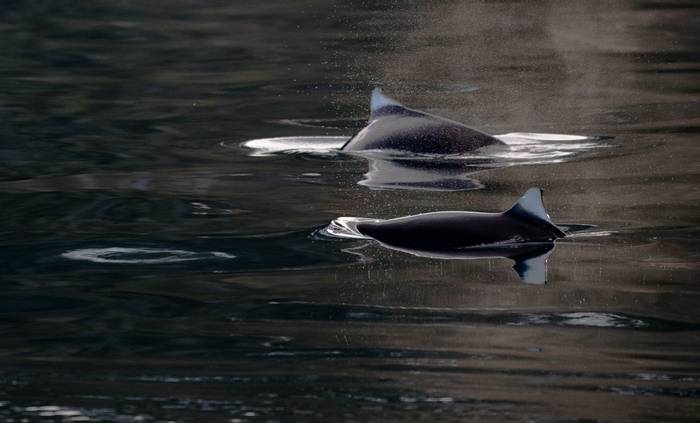 Dall's Porpoises © Peter Stott