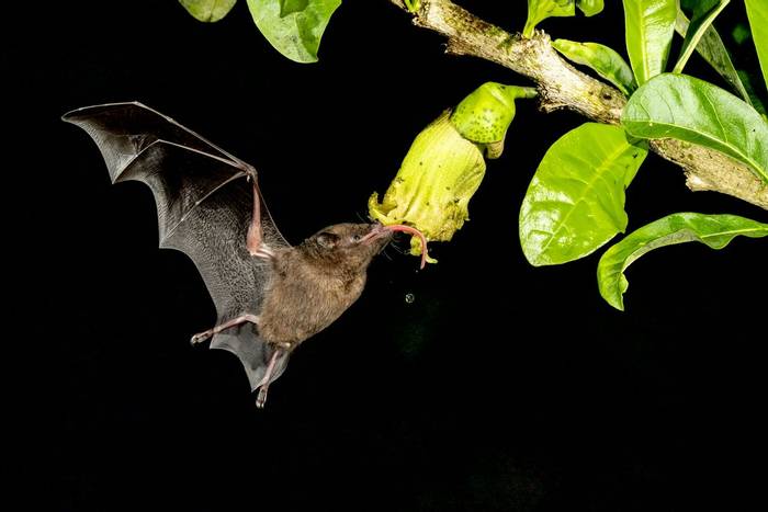 Pallas’s Long-tongued Bat, Laguna de Lagarto, Costa Rica, 2 April 2022, KEVIN ELSBY FRPS.jpg