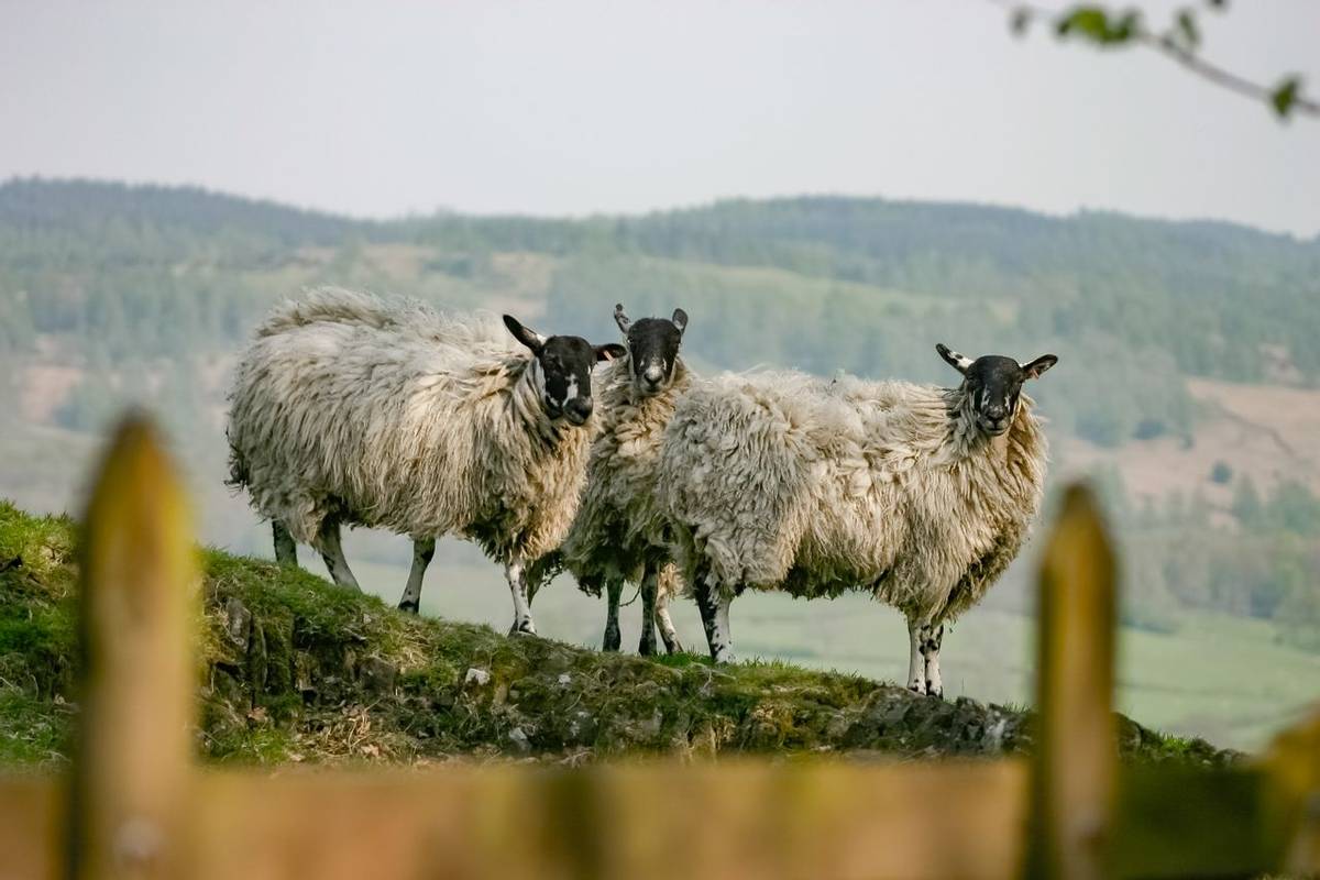 Three sheep stare in the English Lake District