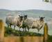 Three sheep stare in the English Lake District