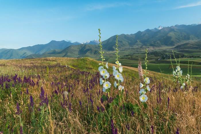 White Mallow, Kyrgyzstan shutterstock_2506751209.jpg