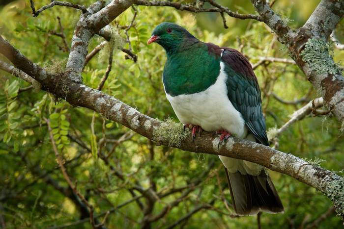 New Zealand Pigeon shutterstock_1111337444.jpg