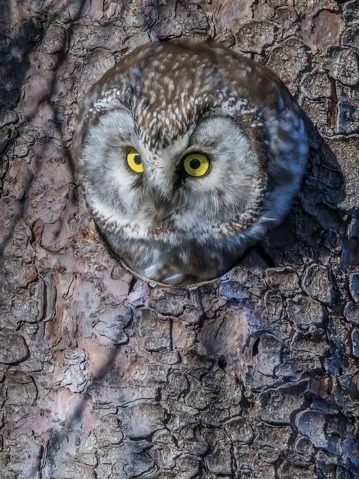 Tengmalm's Owl by Alun Gee.jpg