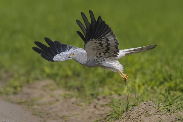 Montagu's Harrier shutterstock_561136354.jpg