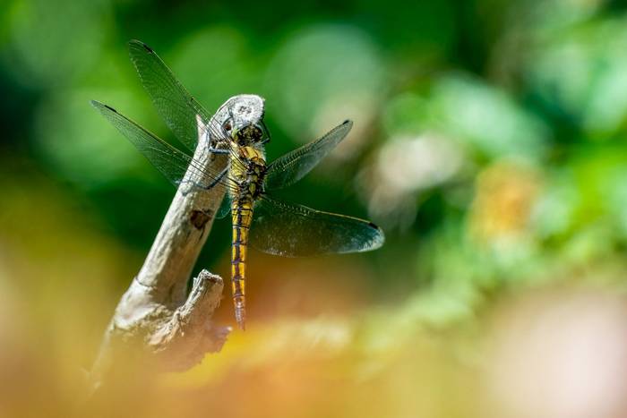 Black-tailed Skimmer (Will Crombie)