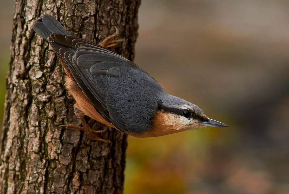 Nuthatch shutterstock_1542058427.jpg