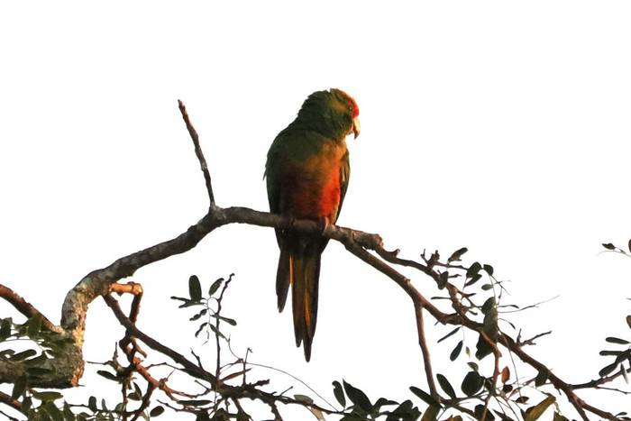 Golden-capped Parakeet (Andy Foster)