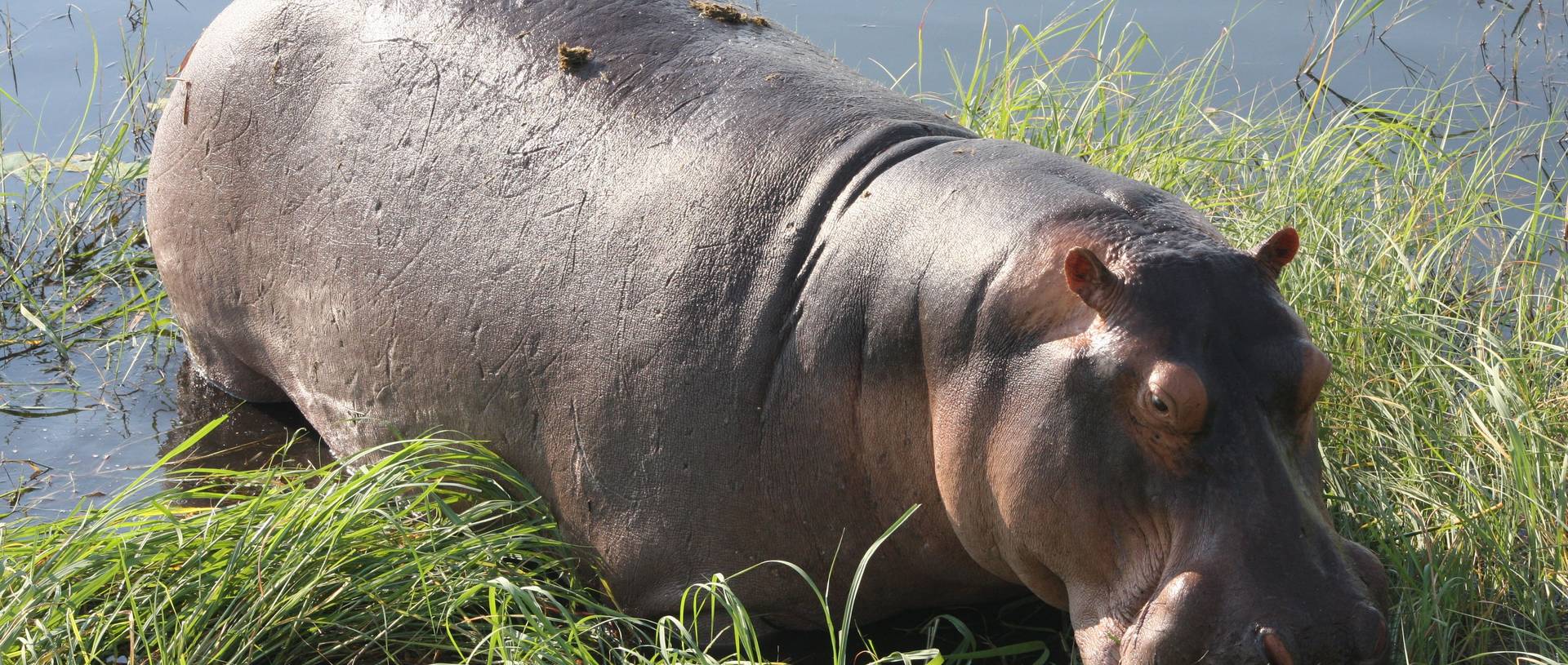 Hippo'S On Chobe River