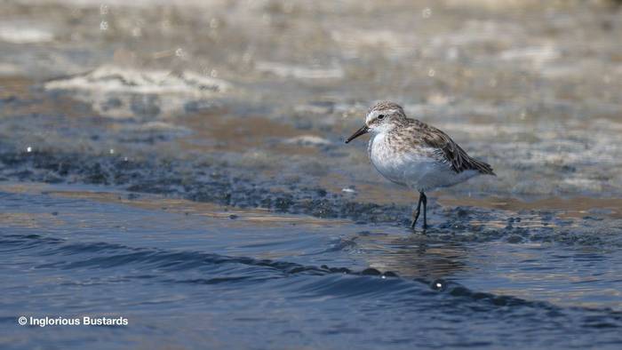 Little Stint.jpg