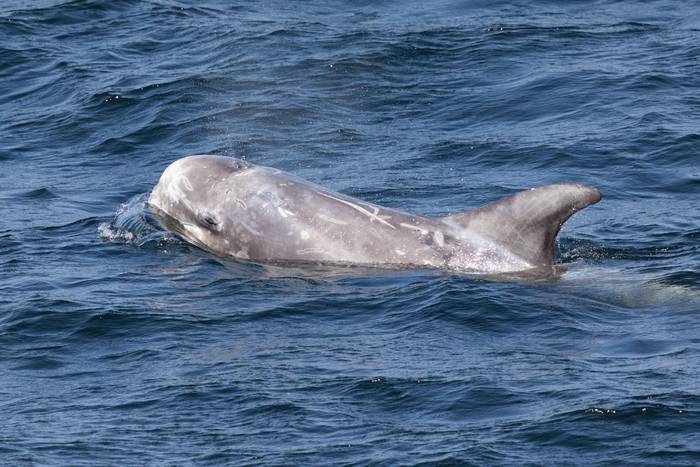Risso's Dolphin, Rathlin Island (Sara Frost).jpg