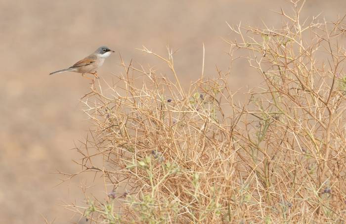 Spectacled Warbler © Chris Griffin