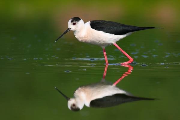 Black-winged Stilt (Peter Gyure).jpg