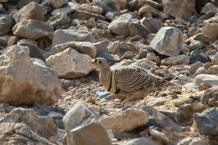 Lichtenstein's Sandgrouse © Tim Young, November 2024 tour