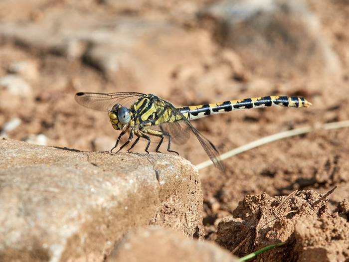 Large Pincertail