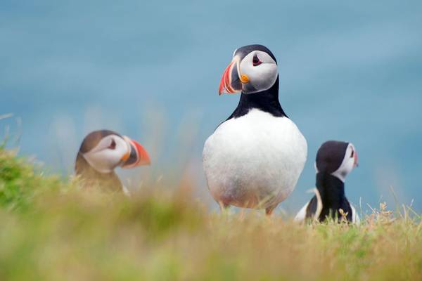 Atlantic Puffins