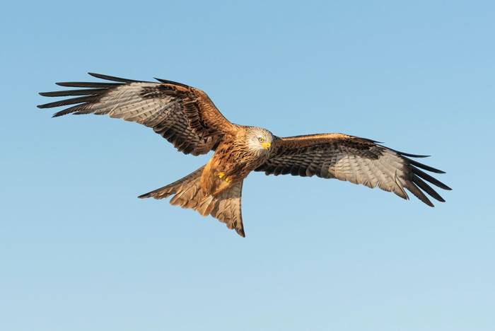 Red Kite