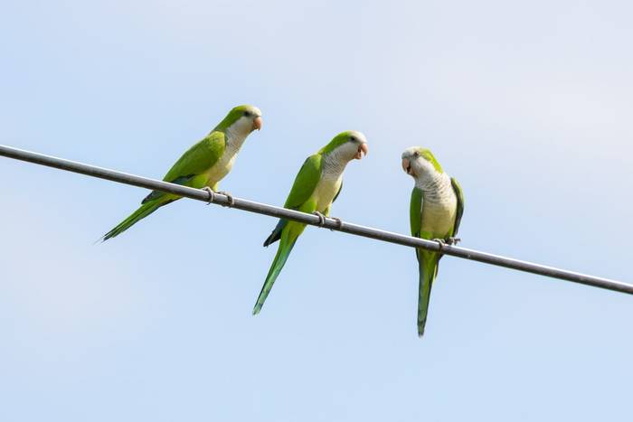 Monk Parakeet © James Warren, May 2026.jpg