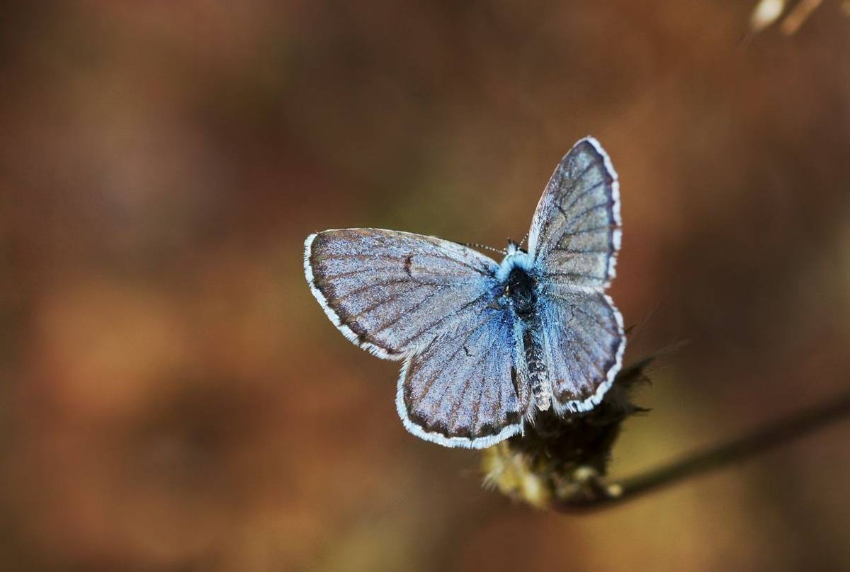 Eastern Baton Blue (Martin Hrouzek)