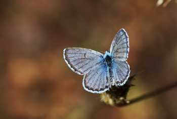 Eastern Baton Blue (Martin Hrouzek)