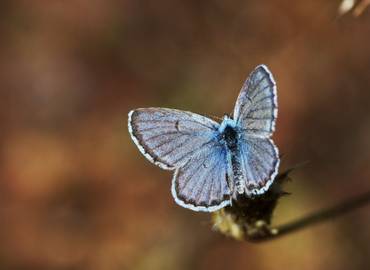 The Butterflies &  Birds of North Macedonia
