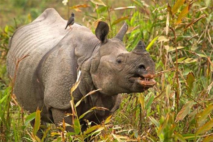 Greater One-horned Rhinoceros (Bret Charman)