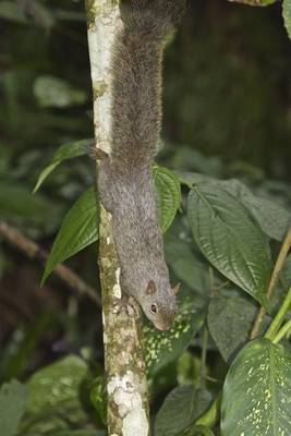 Squirrel Sp. (Dani Free)