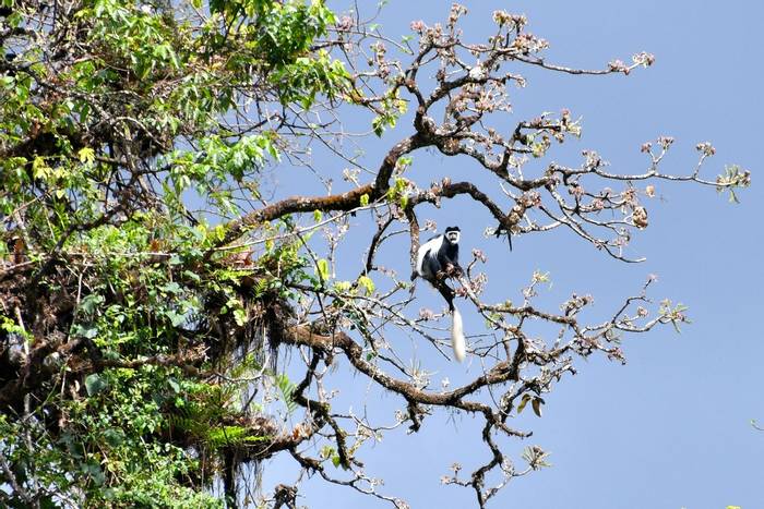 Mantled (Gueraza) Colobus on tree © Helen Pinchin