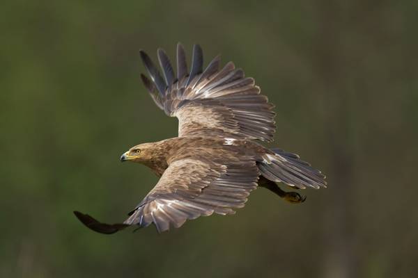 Lesser Spotted Eagle Image
