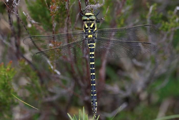 Golden-ringed Dragonfly (Matt Eade).jpg