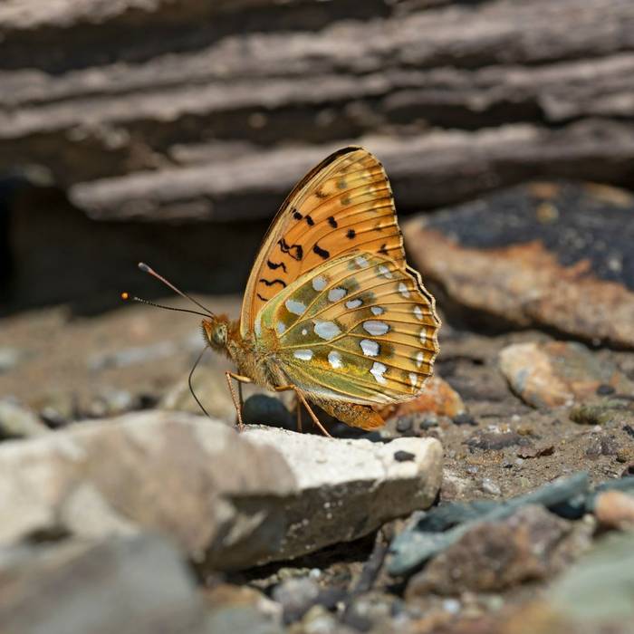 Dark Green Fritillary shutterstock_1635211555.jpg