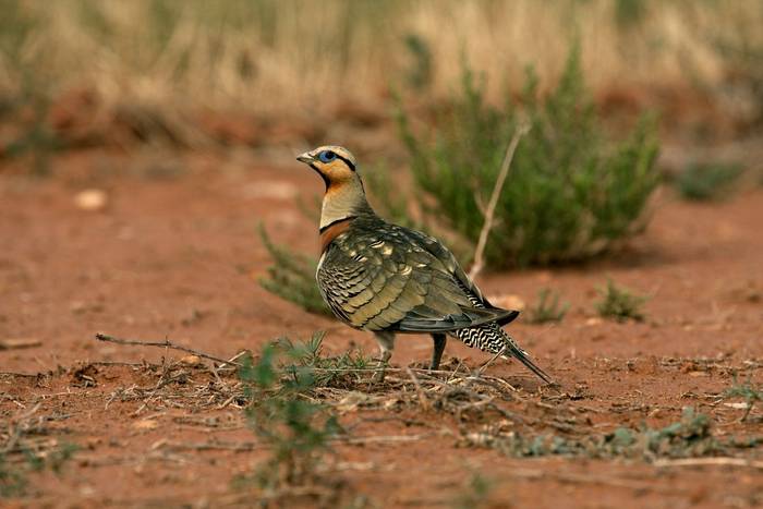 Pin-tailed Sandgrouse, Spain shutterstock_517998973.jpg