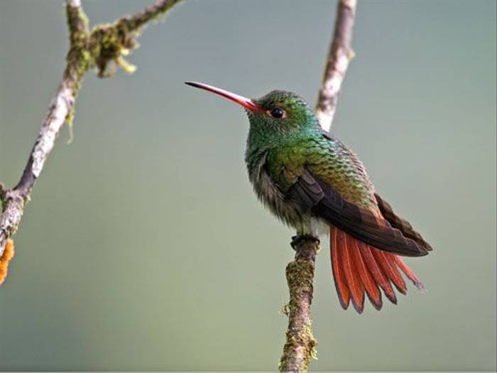 Rufous-tailed Hummingbird (Mark Caunt)