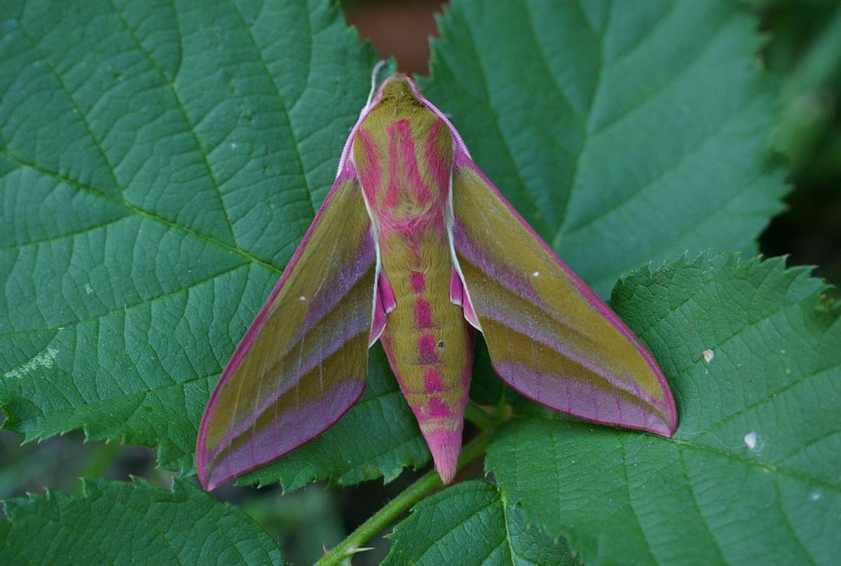 Elephant Hawkmoth © Josh Phangurha.JPG