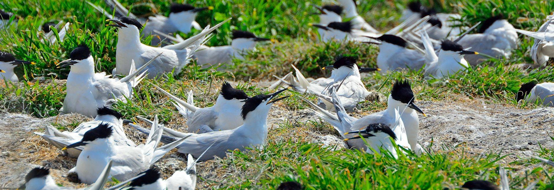 Sandwich Terns shutterstock_291677639.jpg in-viewport