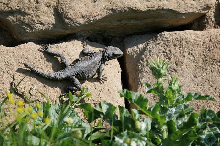 Caucasian Agama (Paralaudakia caucasia) © Giorgi Natsvlishvili, May 2026