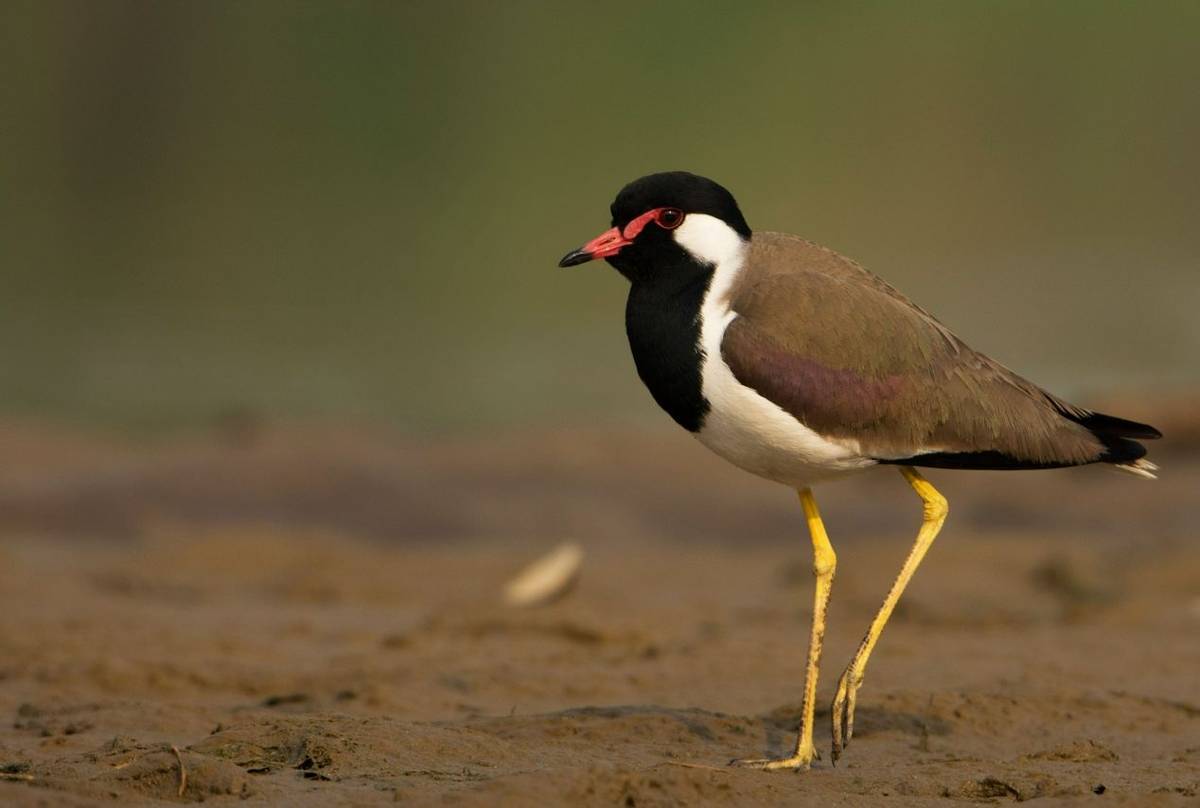 Red-wattled Lapwing