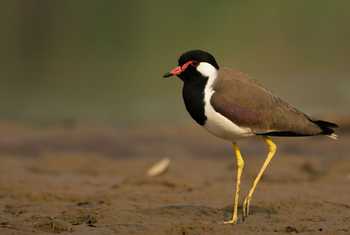 Red-wattled Lapwing