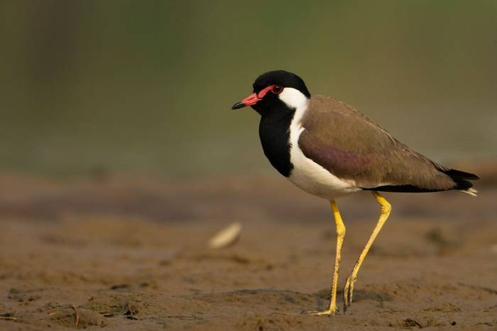 Red-wattled Lapwing