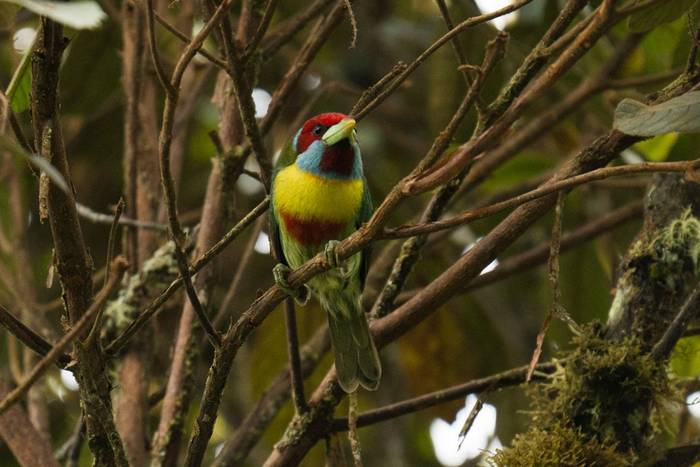 Versicolored Barbet © Luis Panama, October 2025