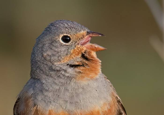 Cretzschmar's Bunting © Chris Griffin, May 2025 3.jpg