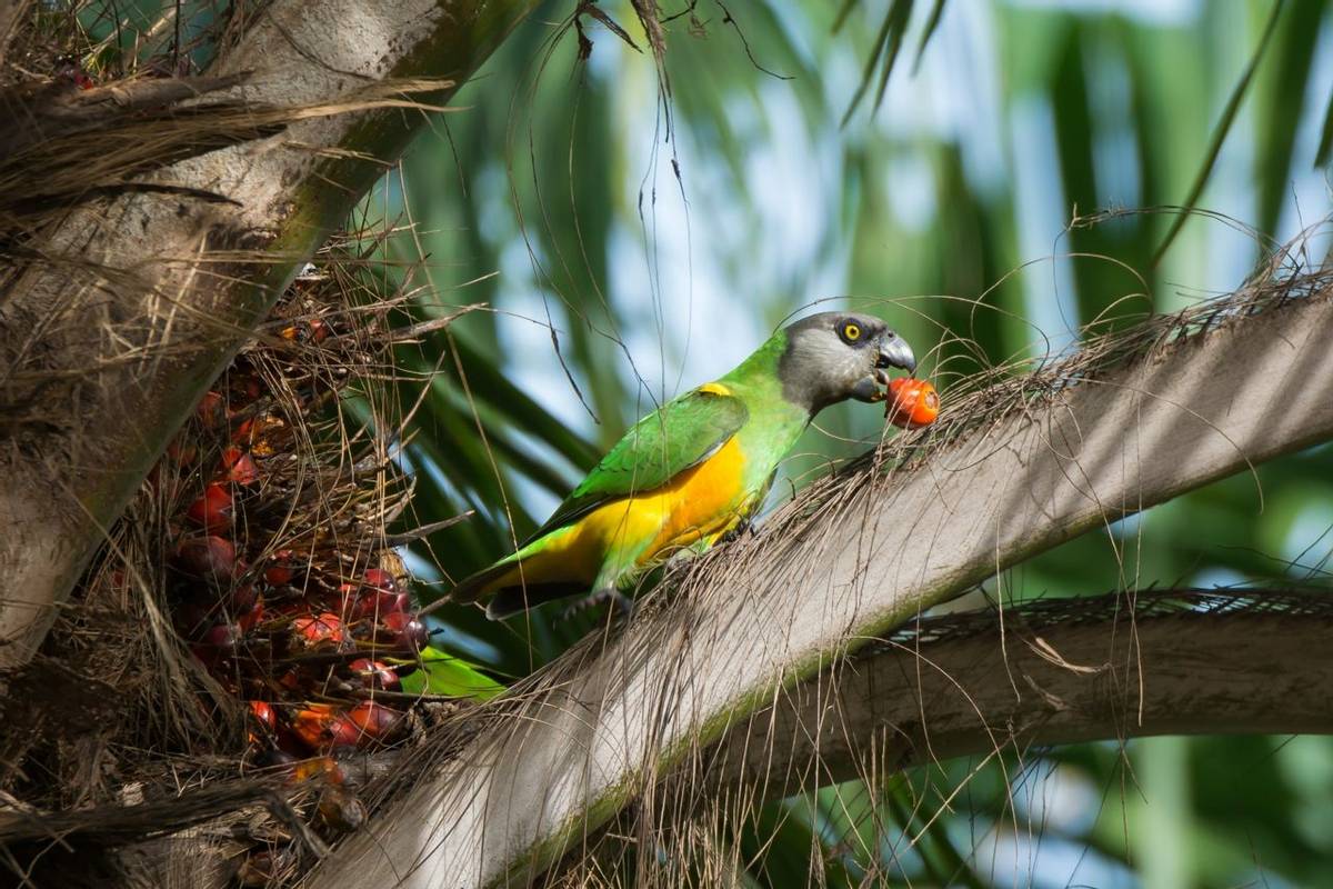 Senegal Parrot