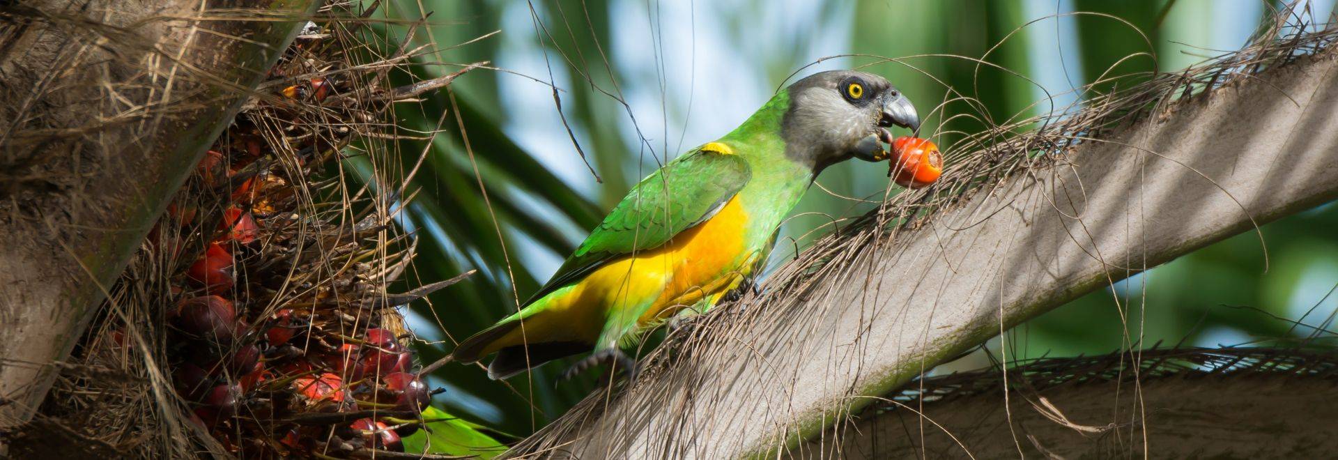 Senegal Parrot