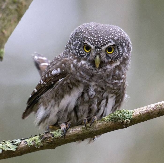 Pygmy Owl (Daniel Green)