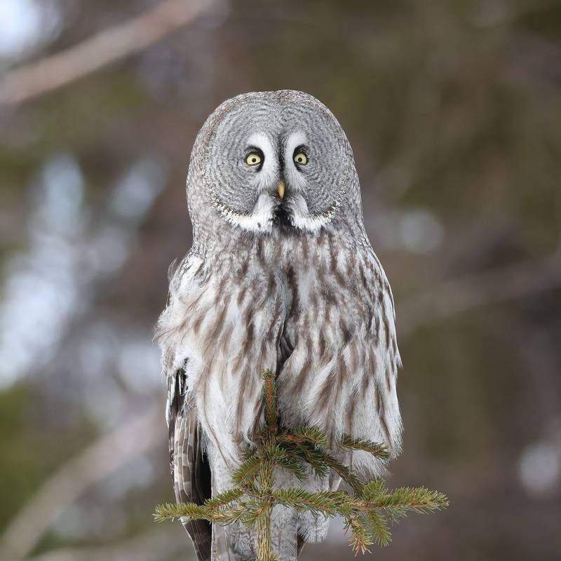 Great Grey Owl