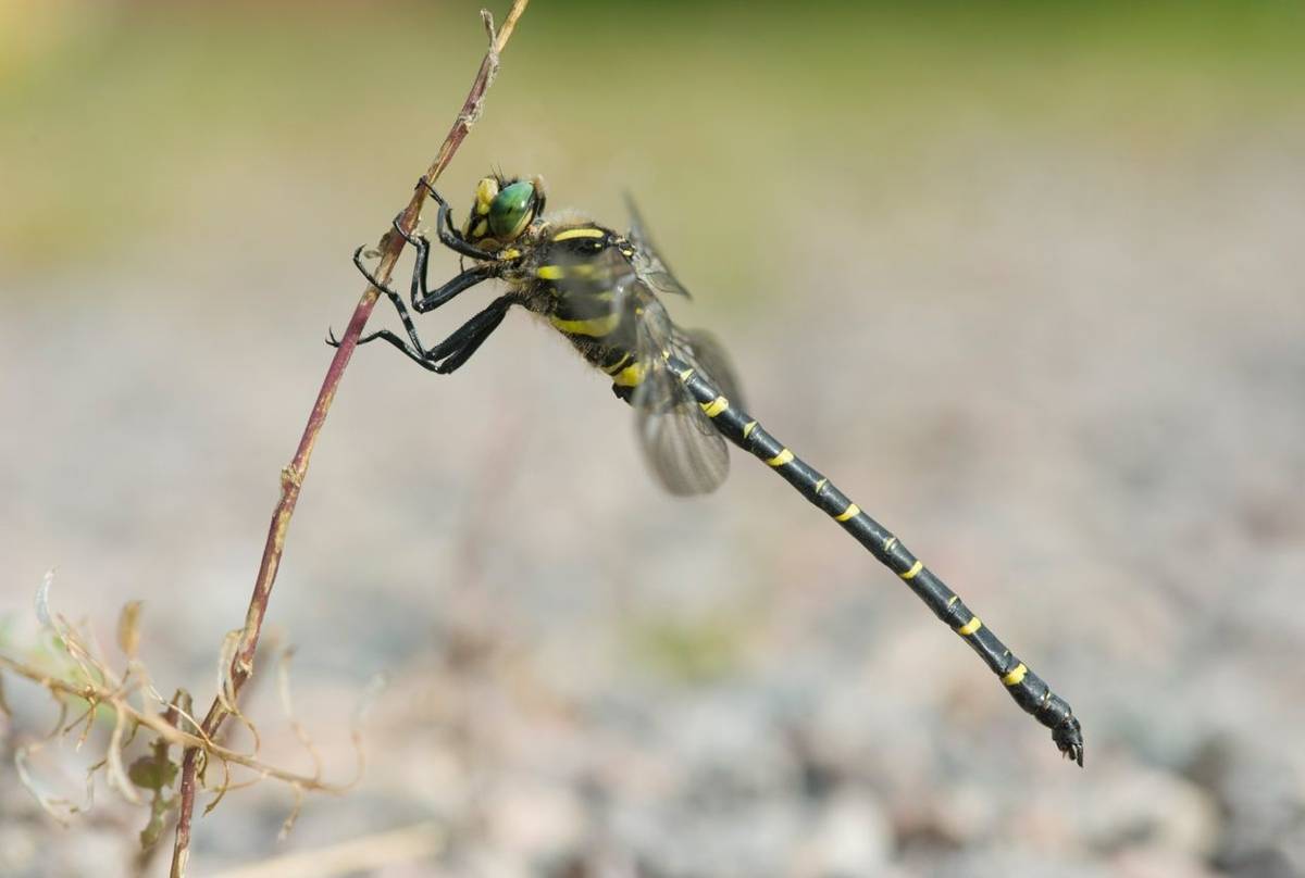 Golden-ringed Dragonfly