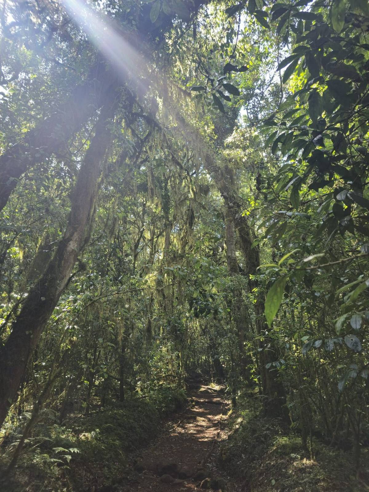 Kilimanjaro Marangu Route Forest.jpeg