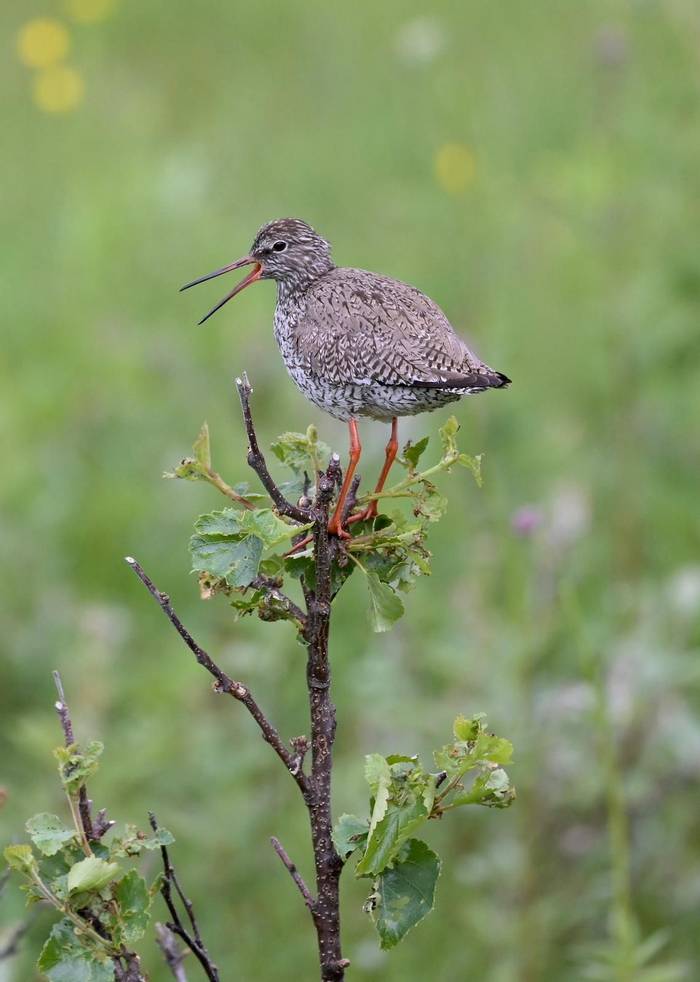 Redshank (Rob Campbell).JPG